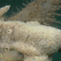 Colonial Sea Squirt sp
